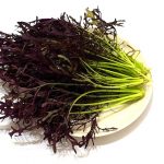 アントシアニンリッチからし菜