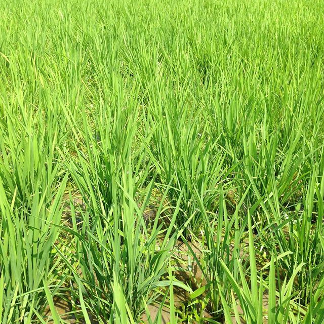 稲も順調です、無農薬だと、草も出てきました