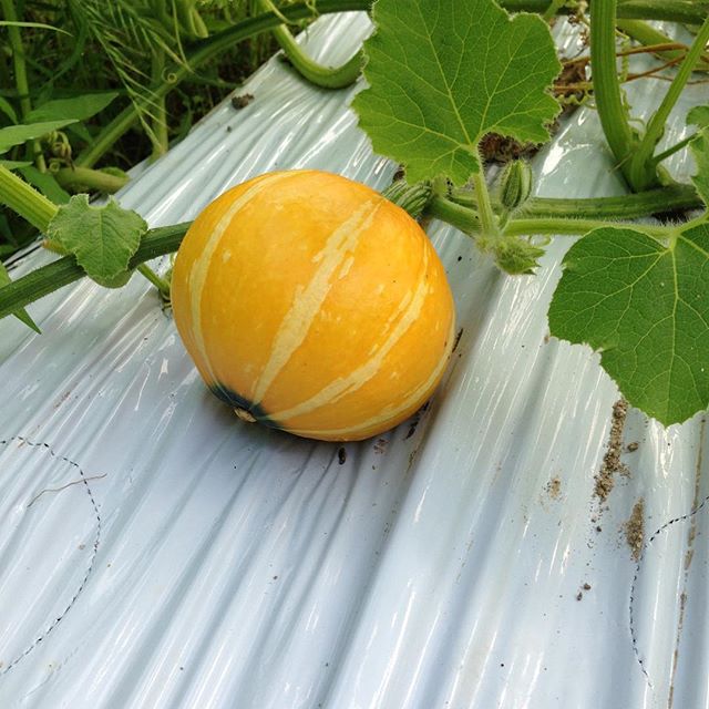 ラップに包んでレンジしたら食べられるかぼちゃ そろ...