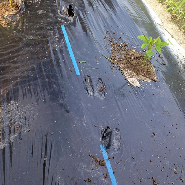 畑荒らしの害獣の足跡 先だけ食べられたが、葉が付い...