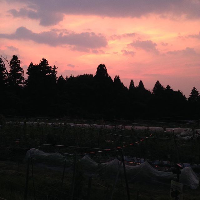 夕焼け空の畑 今日も暑い一日でした。暑くても畑の野...