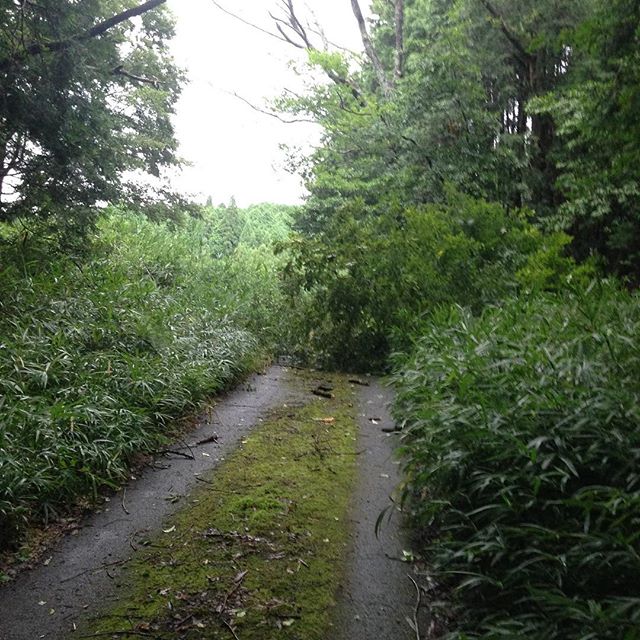 台風12号の影響が出てます、畑に行くにも道が倒木を...