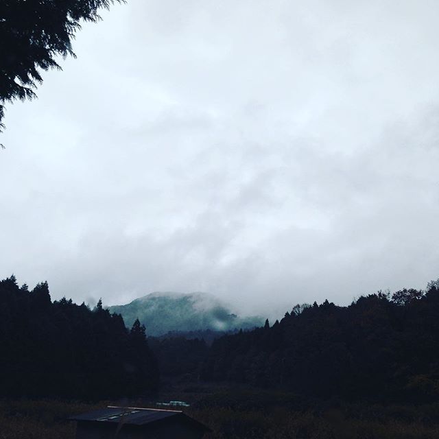 雨が止むのを待って収穫