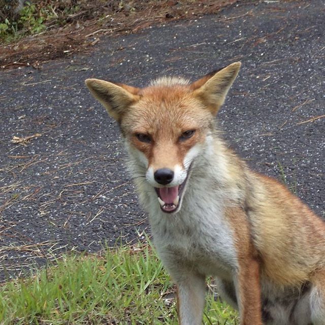 畑近くで見れる動物達 キツネ