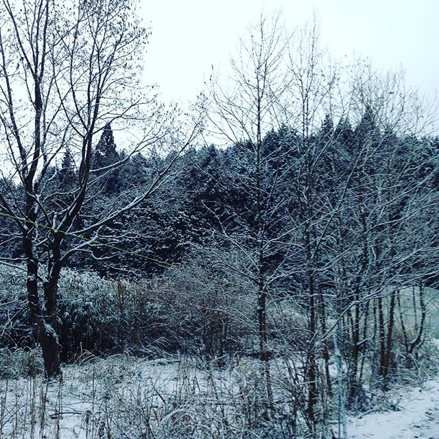 今日も朝から雪ですね〜