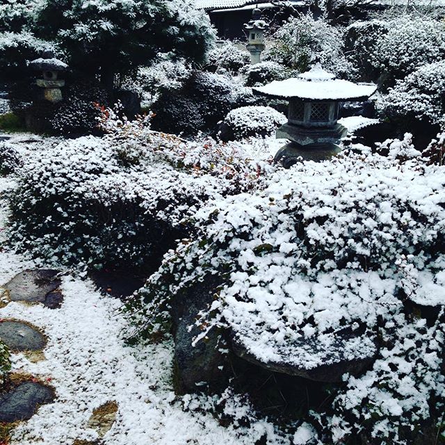 うちの庭も雪化粧してます 想定通りの畑は、収穫できないので、昨日の夜に収穫は正解だったようですね！今日も、お安く出せそうですよ！