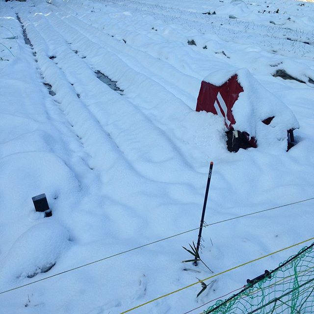 積雪で、本日の収穫出荷とも不可能