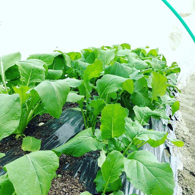 こちらの種類のからし菜も本日から出荷します。