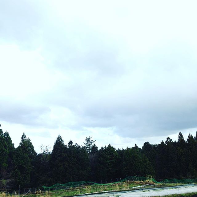 雲の隙間から青空が見えたり見えなかったりで、風が冬です！今年は、日照不足に注意したい感じです！