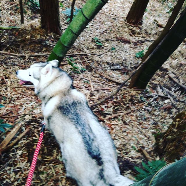 山に入る時は、いつもの相棒と一緒に行きます！流石に嗅覚、聴覚は、人ではかないません