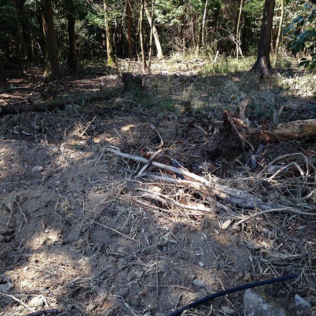 いよいよ、荒れ放題の土地を畑にしてます！暖かく、霊山の桜の名所が、満開です！