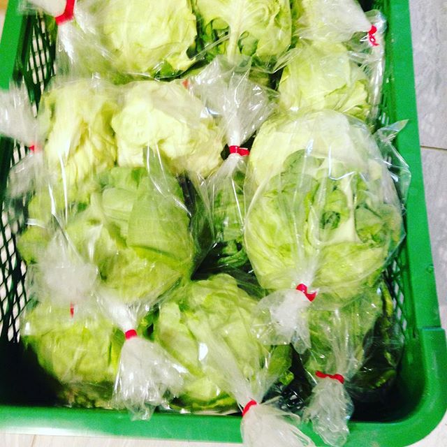 今日は朝は、冷え込みましたが晴天になってきましたね！今日も1便と2便体制で収穫出荷します。昨日は、タケノコ完売ありがとうございます。本日も朝どりで、今は2便用を掘ってます！写真は、3種類のキャベツです！サラダ用、炒め物と種類があるので、選んで見てください！サラダ玉ねぎも完売ありがとうございます！2便にて持って行きます。