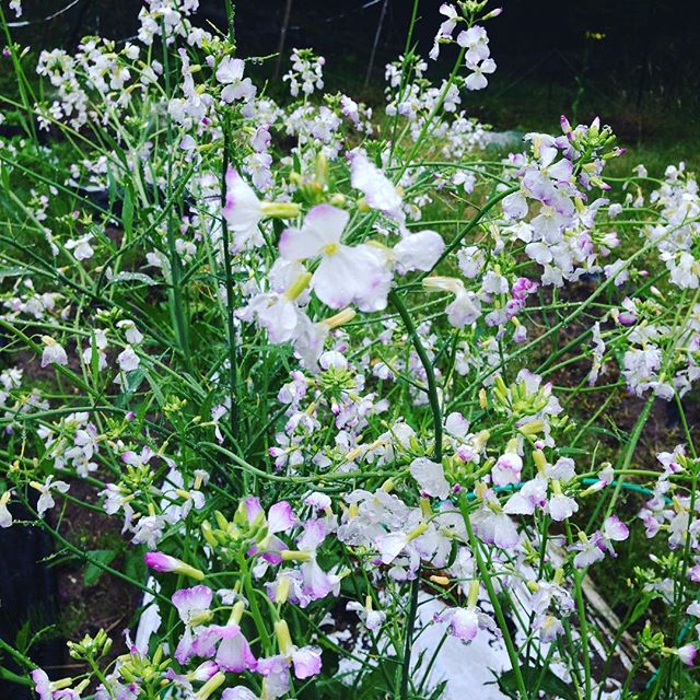 青首ダイコンの種作り！実は、こんな綺麗な花が咲くの知ってるかなぁ？