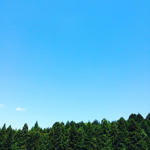 朝から晴れてます！朝5時は、気温9℃で、まだ１桁が続いてますので安定した2桁待ちの状況で、毎年20日前後に田植えします。推奨は、6月ですかね〜早く植えすぎて枯れた苗も見られます。タケノコ、野菜と出荷を終わり人参の種を巻いて行きます