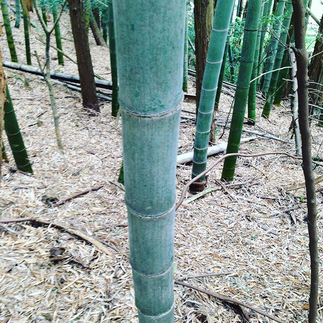 1.この竹は、何年？