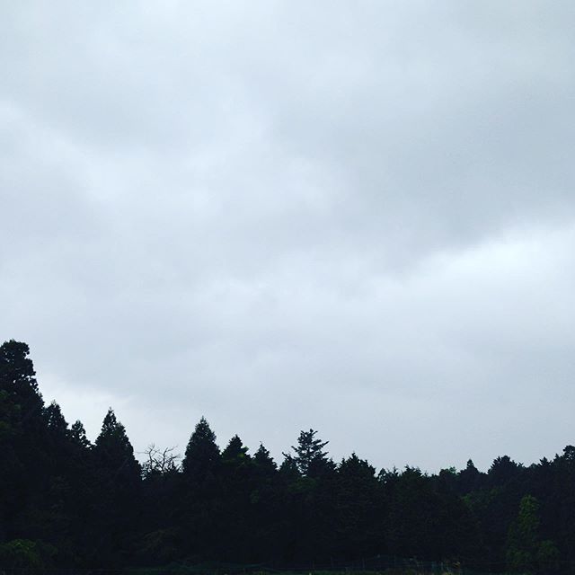 横殴りの雨が降ってきました！露地収穫中断
