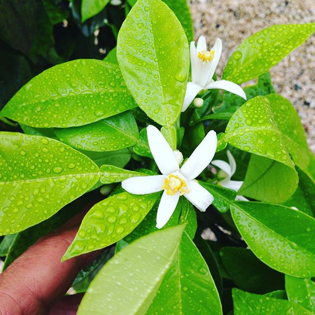 みかんの花が昨夜咲きました！