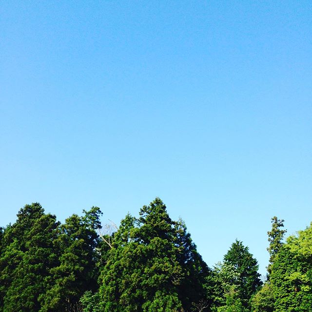 おはようございます！今日は朝10℃から一気に気温が、上がって暑くなりそうです！お野菜、タケノコと2便収穫出荷します！10時前後と13時前後です！