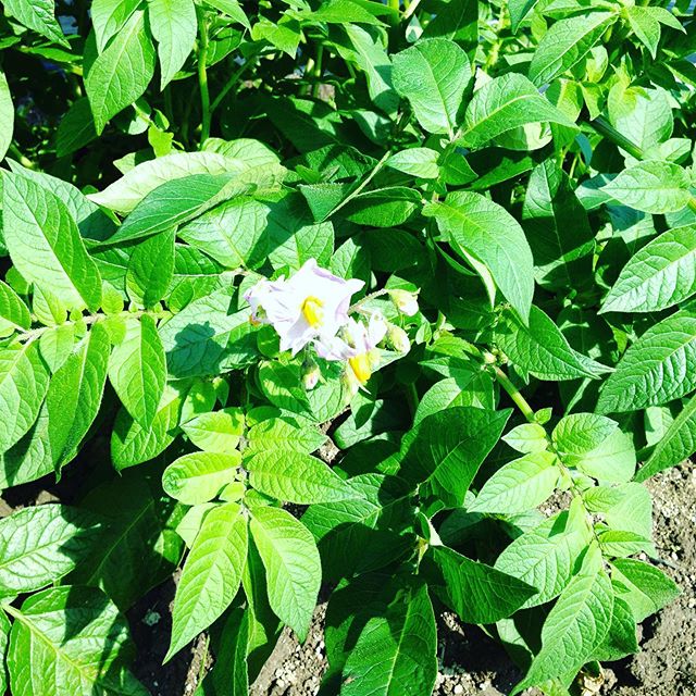 1番目の新じゃが！花が咲いてほくほくのジャガイモとチーズベーコンとか食べられそうですね〜