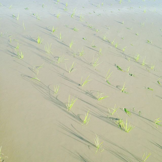 田植え中です！