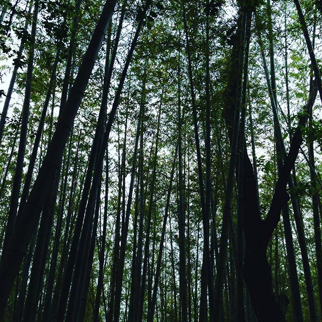 予報通り雨が降ってます！徐々に雨足や風も強いため収穫中断です！タケノコも少し竹採りました！