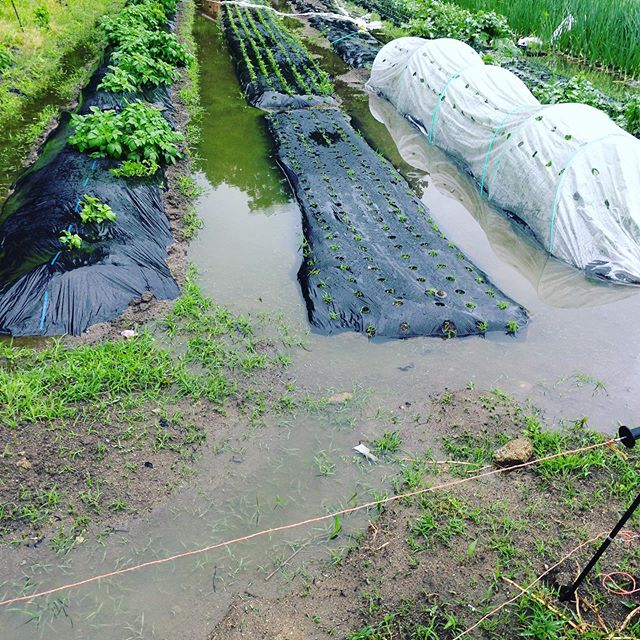 雨が大量に降って現在は止みましたが一部水が溜まる程です。昨日ハウスと田んぼの最終代掻きを終えましたので今日明日は、田植えとハウス中心の作業