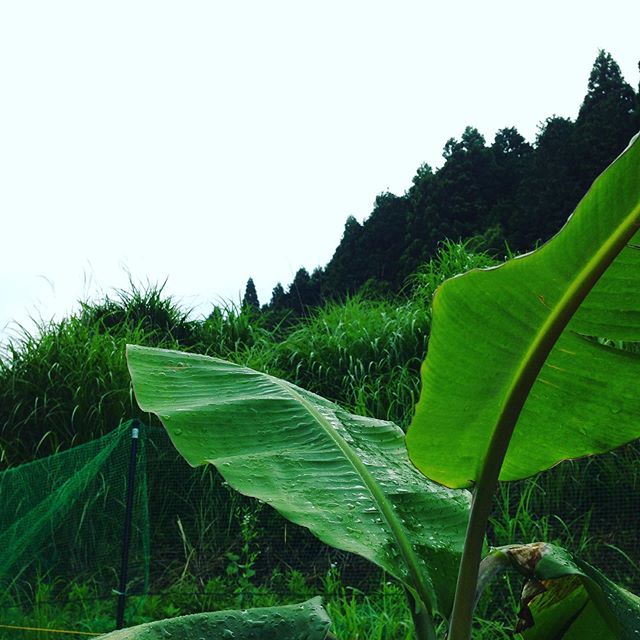 曇りでしたが、雨が降り出しました。バナナが成長してます