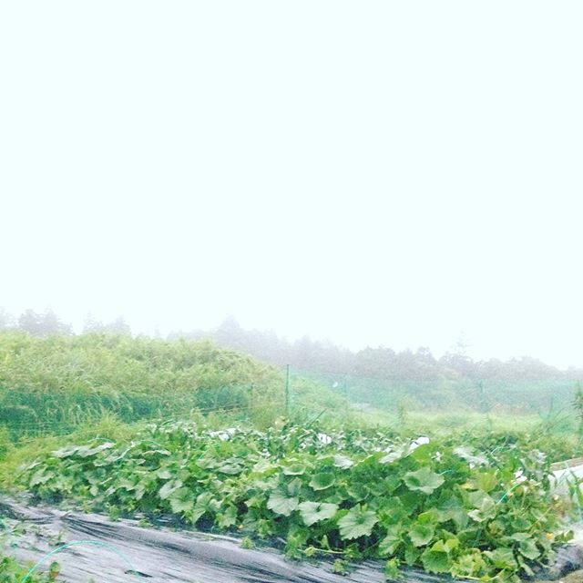 霞む程の雨が降り出しました！今夜はかなり降りそうです！ハウスの作業をしてます。