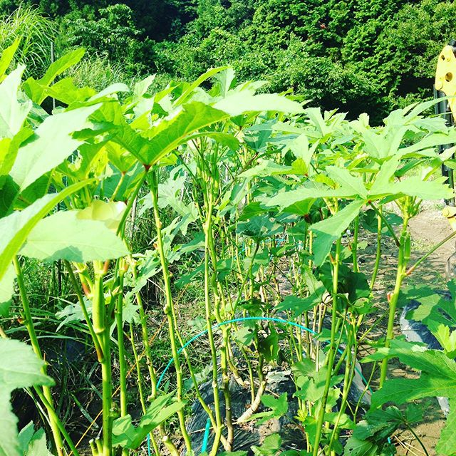 暑い１日のスタートですねー麺類にオクラをのせて食べたいです！オクラ収穫してます。
