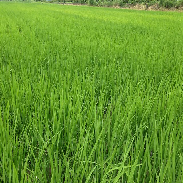 今年も実りの秋を目指して順調です！田植えから2ヶ月ちょっとたちました！