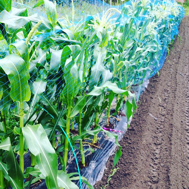 いよいよ秋冬の植え付けが本番です！もう少しで、夏本番ですが、畑は来年に向かってます。