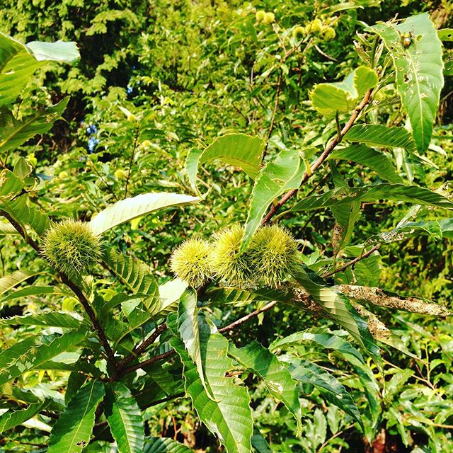 リスまる君の好きな栗！うちは、確認しただけで50本以上ありますが、山栗なので収穫してません。