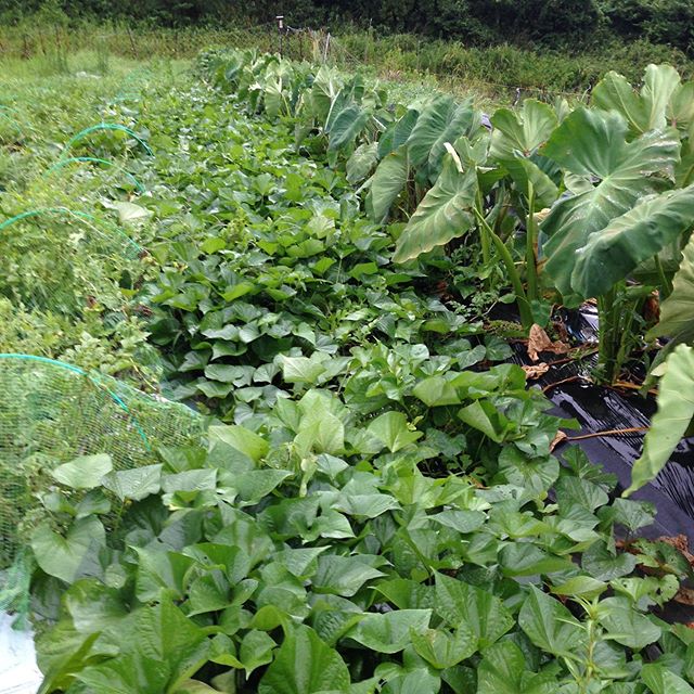 秋、冬の人気のお野菜が成長しです。横殴りの雨が路地お野菜の朝一とりたて収穫を邪魔してます。