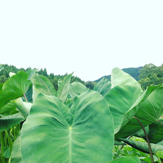 台風の外側にあたり曇りの朝一です！