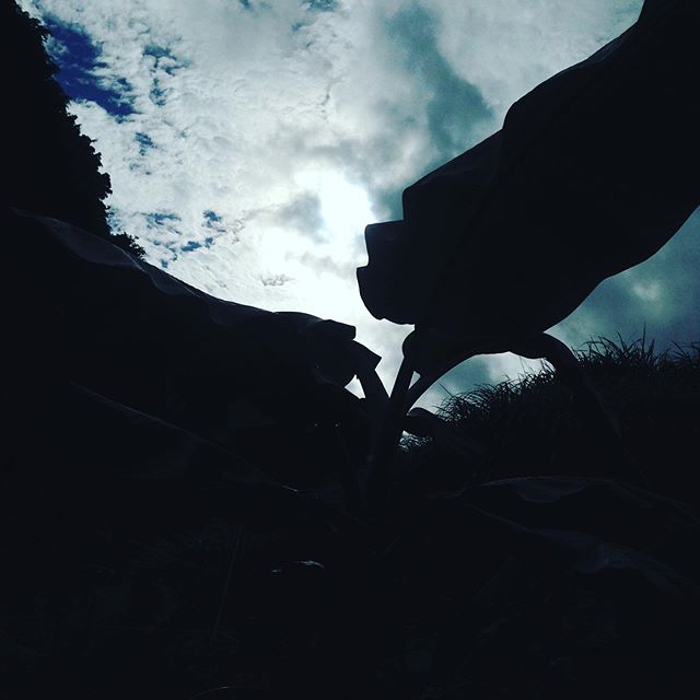 今日は、暑くなりそうです！収穫してます