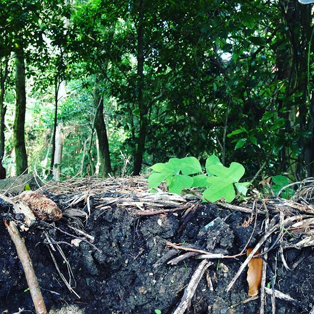 森の中で作られる腐葉土を中心にブレンドされてます。水は、地名通り天然の湧き水で、来られたかたは、皆さん感動して下さいます。