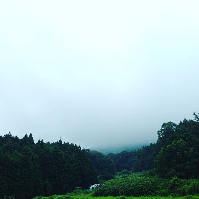 朝から落雷と雨が降ってます！激しくならないタイミングで収穫してます。