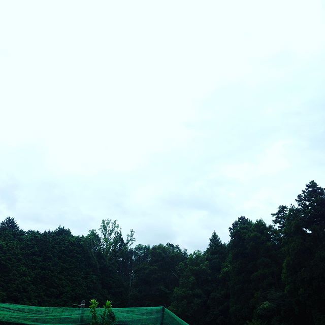 雨が止んで収穫してます。被害が、少なく想定範囲でした
