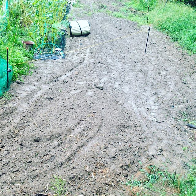 雨が降り続き完全に畑は通行禁止です！ハウスの中で作業です。