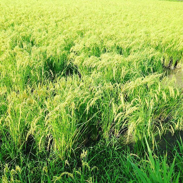 もち米も実ってますね！気温も生育もバッチリですので、いよいよコシヒカリの品種は刈取り乾燥する準備です！