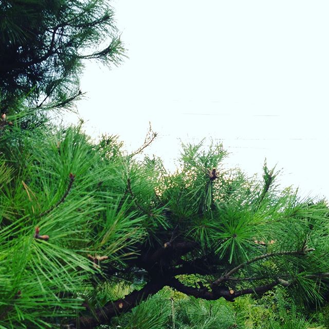 植木の剪定 松、紅葉、梅と一気にやってます。