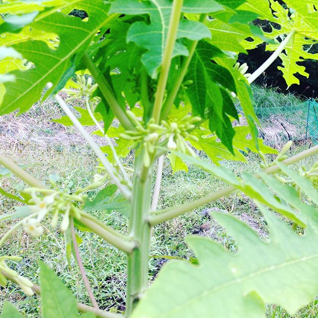 前回と違う種類のパパイヤです！花はやっぱり白いですねー