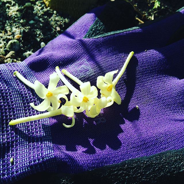 お洒落なパパイヤの花