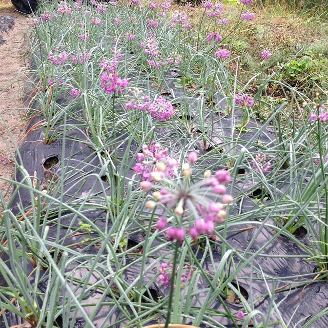 ラッキョの花は高貴な紫色です！大きくならないから花は落とします。