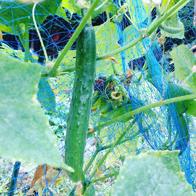 夏野菜！キュウリの露地もまだ連続収穫してます。