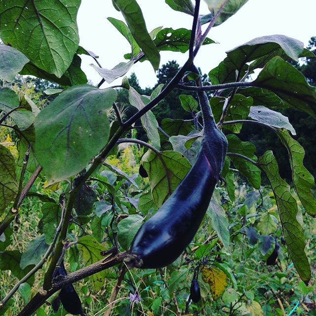 テレビで紹介されてたサイズの長茄子です！フレンチの長茄子は、私もツナ入りで作りました！この茄子は、シマシマに皮を剥いて食べると美味しい！味噌茄子は美味しいですねー個人的には、ひき肉と相性良いです。