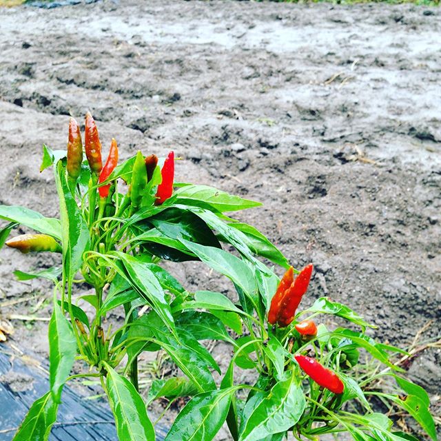 雨の続く状態の収穫しない判断は、耕やしてふかふかな土を踏みつけると土が押し固められて酸素や、成長に必要な栄養を根の吸収が損なわれて病気になりやすくなります。防ぐ方法は色々とありますが、それでも降水量が増えすぎると収穫出荷はできないと判断します。