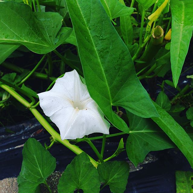 露地の空芯菜の花です！よって空芯菜も子孫を残す為に種を付けますので、撤退です！