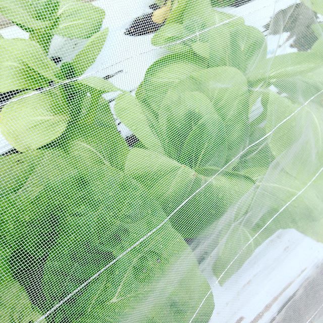 ぼちぼちとチンゲン菜ができてますので出荷してます。白菜も順調で、サイズ待ちです！