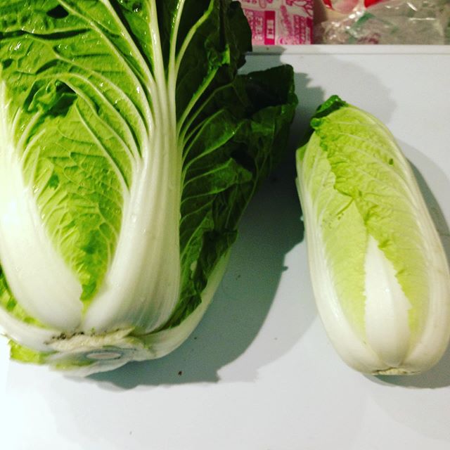 右側が、ミニ白菜で、左側が1キロ超えの白菜です！ミニは、小さいけど甘くてサラダにもぴったりです。